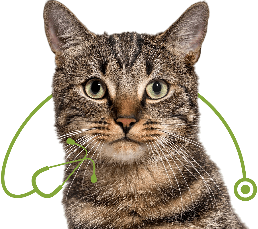 close up striped mixed breed cat transparent background