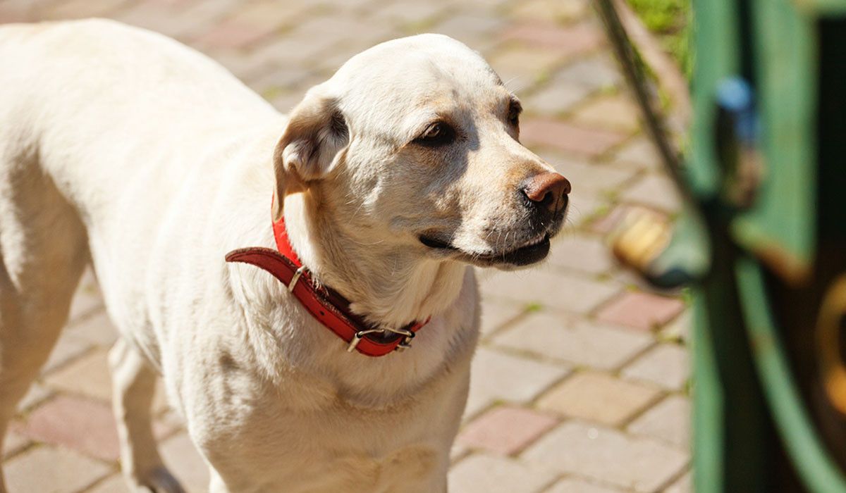 missing-pet-dog-with-red-collar