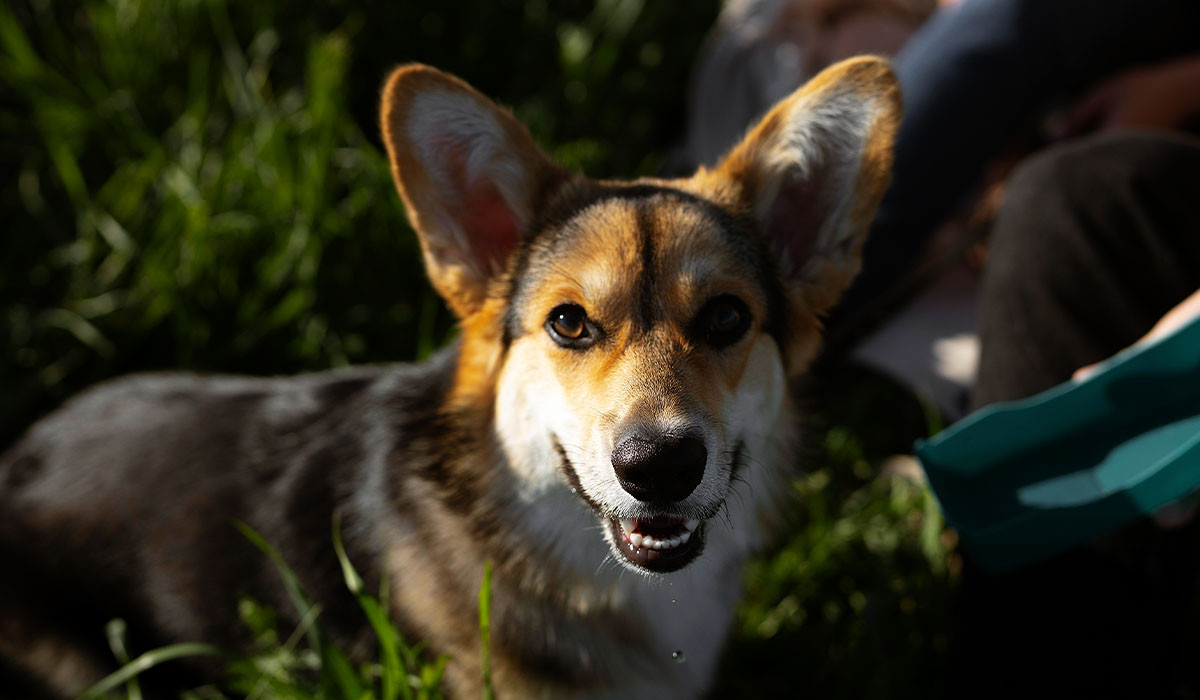 dog-in-grass-wildlife-encounter-safety